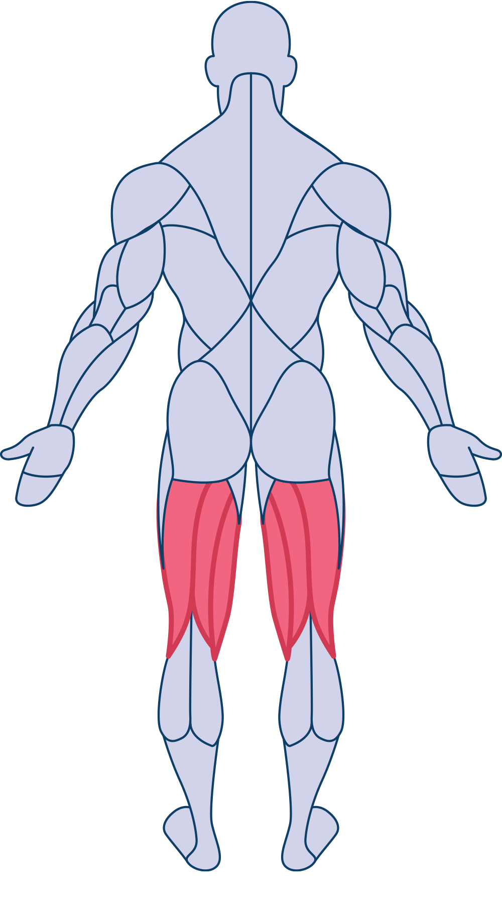 Otot Hamstring