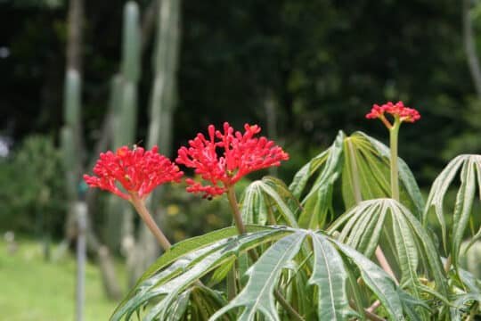 Daun Tentir, Sang Pembasuh Luka