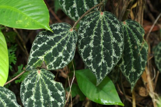 Ornatum atau Crocatum, Sirih Merah Mana Pilihanmu?