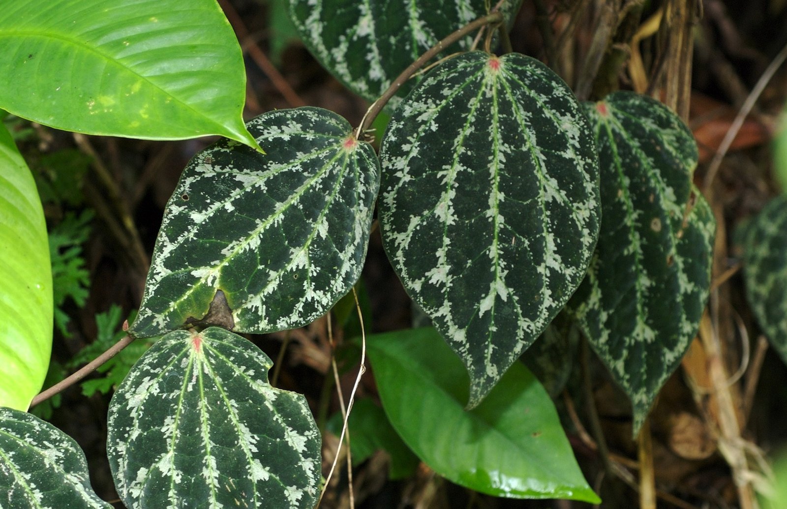 Ornatum atau Crocatum, Sirih Merah Mana Pilihanmu?