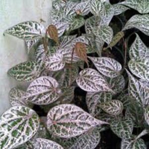 Piper crocatum (Peru)