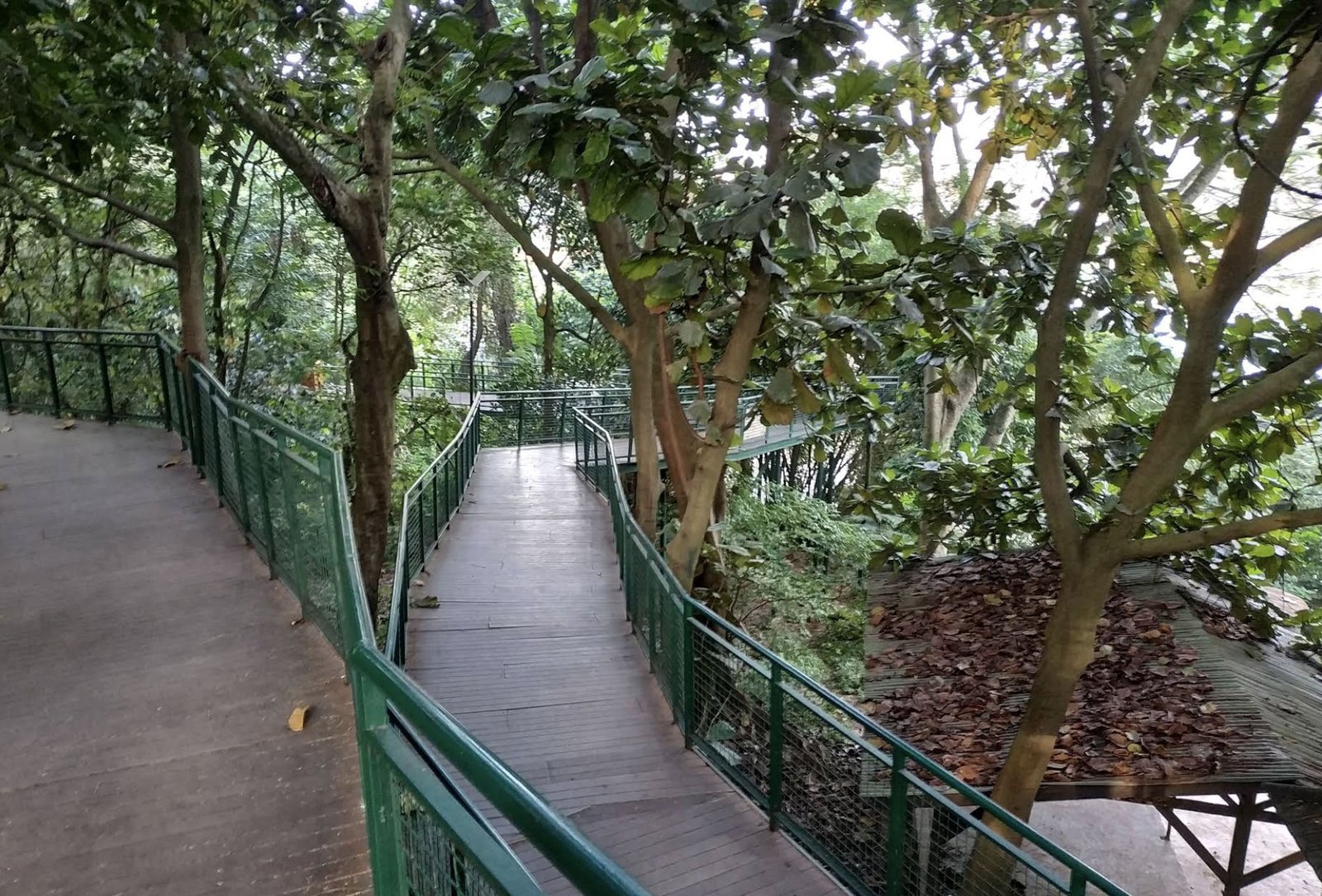 Babakan Siliwangi Forest Walk