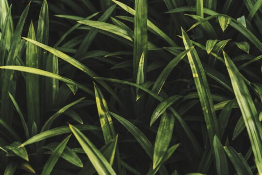 Si Pewangi Nasi dan Kue yang Kaya Antioksidan: Pandan