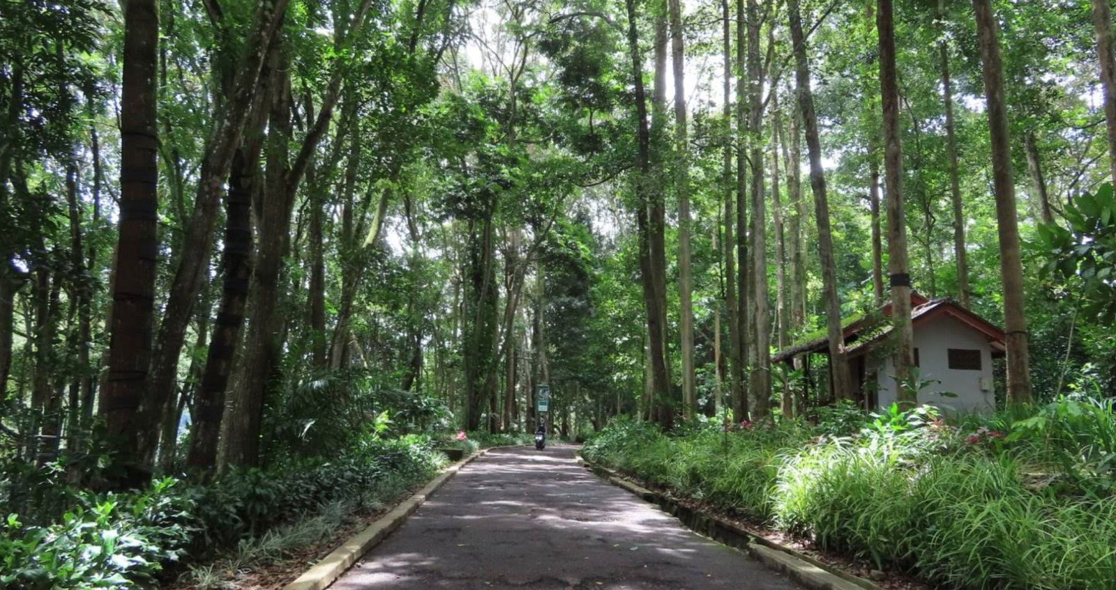 Tahura Loop Bandung